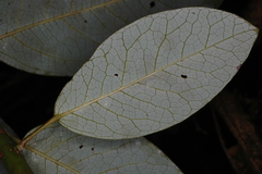 Daphniphyllum neilgherrense